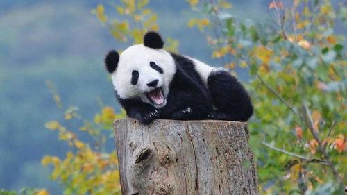 娱乐圈吃瓜熊猫胖胖,熊猫胖胖的吃瓜日常